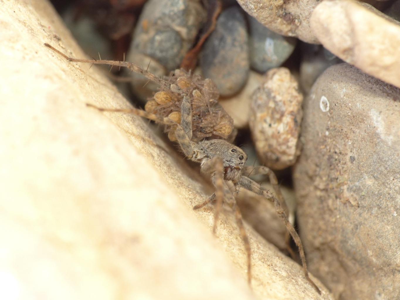 Pardosa wagleri - Tolfa (RM)